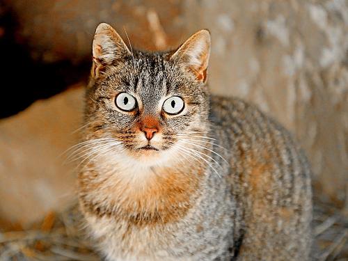 Eine unserer vielen Katzen auf Paulas Bauernhof für Familien im Bayerischen Wald Eine unserer vielen Katzen auf Paulas Bauernhof für Familien im Bayerischen Wald