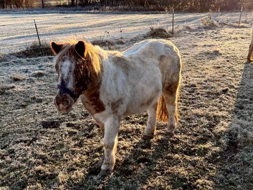 Bounty, für Ponyreiten auf Paulas Bauernhof für Familien im Bayerischen Wald Bounty, für Ponyreiten auf Paulas Bauernhof für Familien im Bayerischen Wald