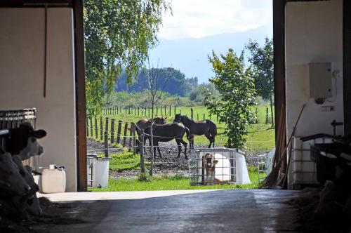 unsere Pferde
