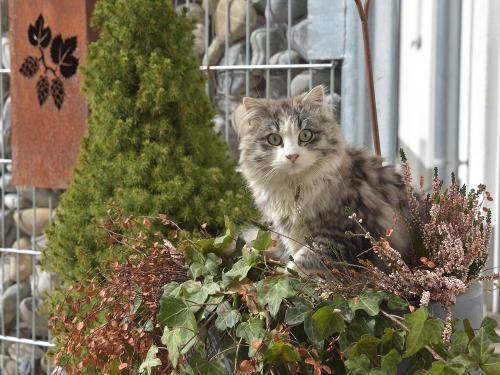 Unser Kater Hugo freut sich auf Streicheleinheiten Unser Kater Hugo freut sich auf Streicheleinheiten
