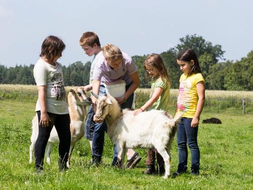 tamme kinder mit ziege