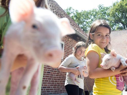 Kinder mit ferkel