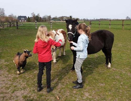 Ponys