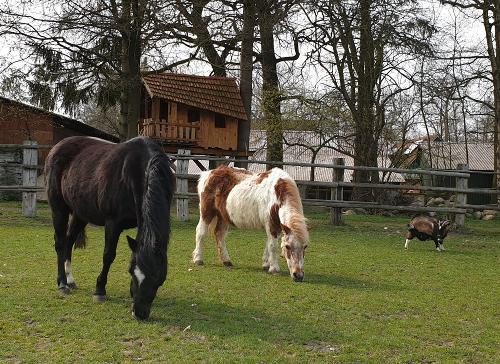Ponys auf der Weide