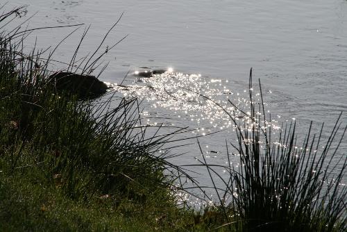 Der Heidebach Lehrde hinter dem Hof