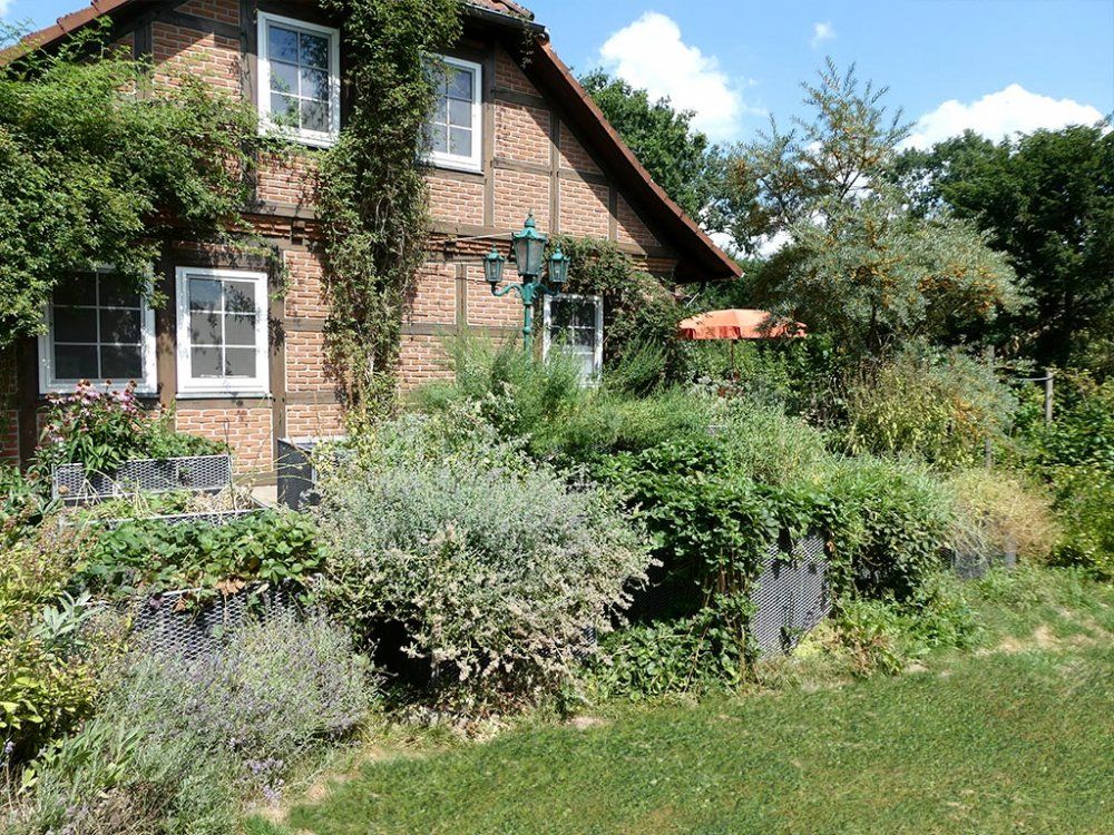 Sanddorn10