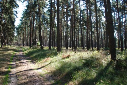 Marleber Wald