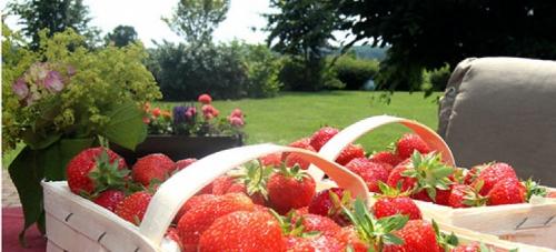 Garten mit frisch gepflückten Erdbeeren