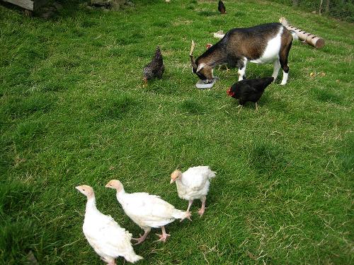 Unsere Hoftiere