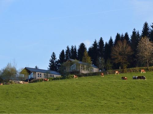 Sommerweide am Chaletberg