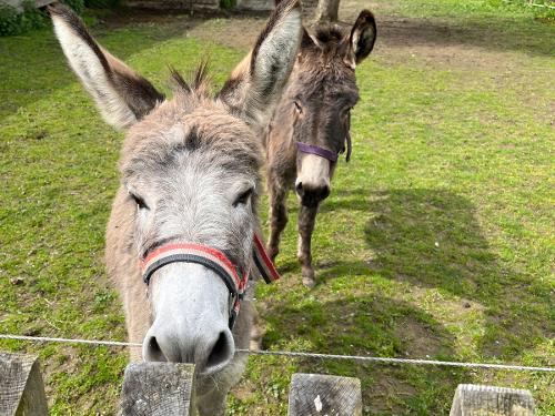 Benny und Nelly Benny und Nelly