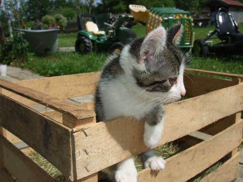 Unsere Katze