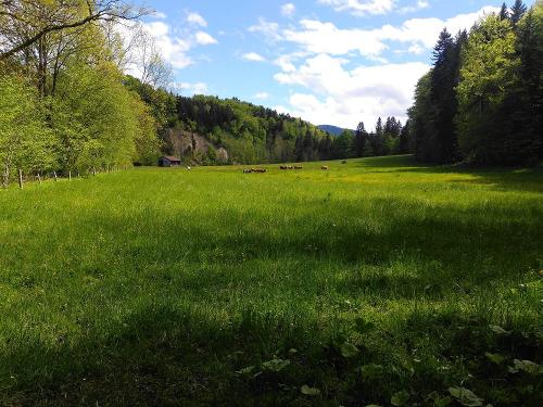 Weideland