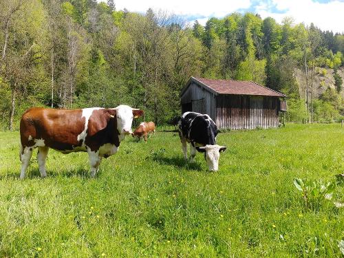 Unsere Kühe