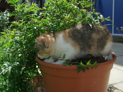 Unsere Katze