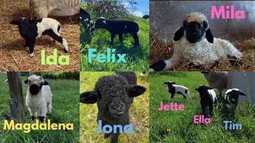 Ella_20250710_154757_0000_Original