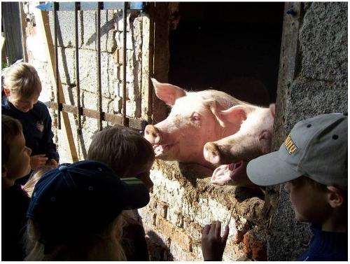 schweine