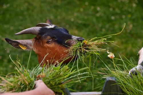 Lecker Gras