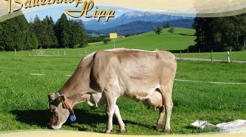 Unser Allgäuer Braunvieh