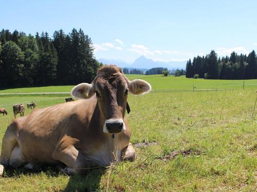 Kuh vor Bergkulisse Kuh vor Bergkulisse