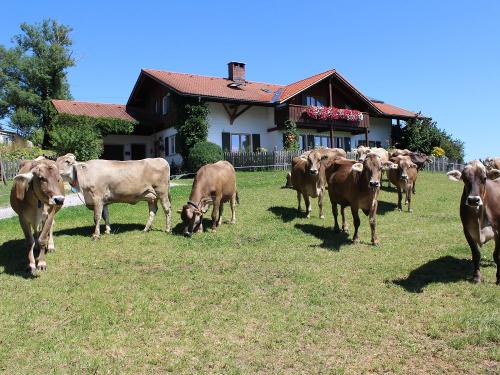 Kühe vor dem Haus Kühe vor dem Haus