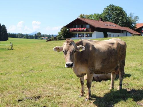 Kuh auf der Weide Kuh auf der Weide