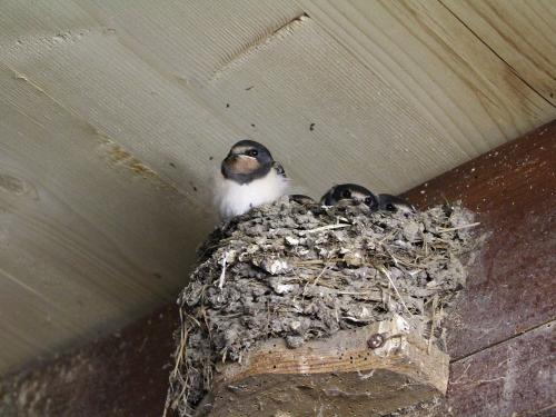 Schwalben im Stall Schwalben im Stall