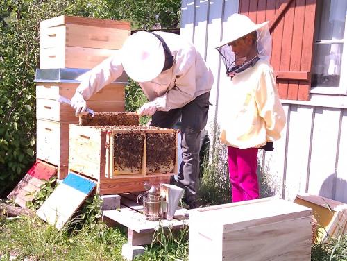 Bienen
