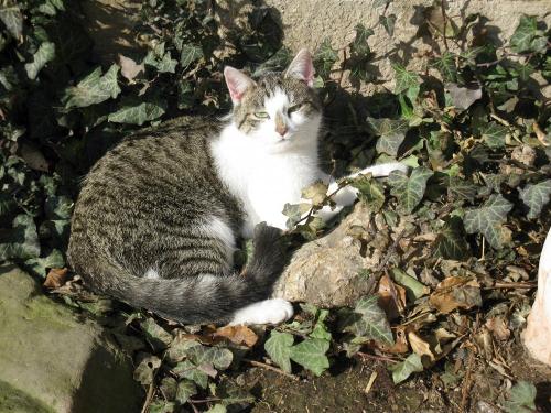 Unsere Hofkatze