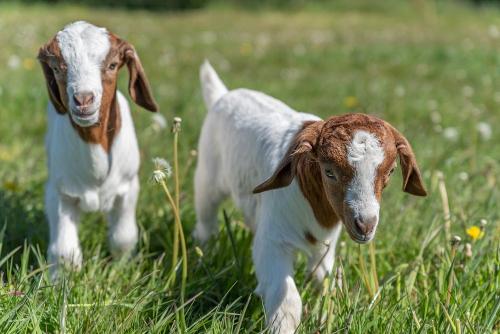 Unsere Ziegenbabys