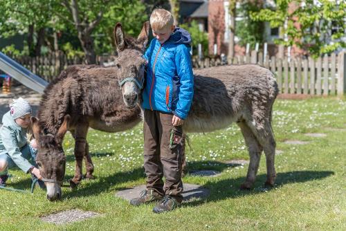 Die Esel Fridolin und Frederik