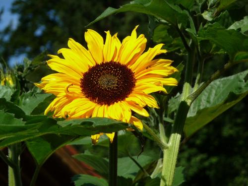 Wir lieben Sonnenblumen