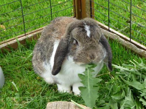 Unsere Hasen