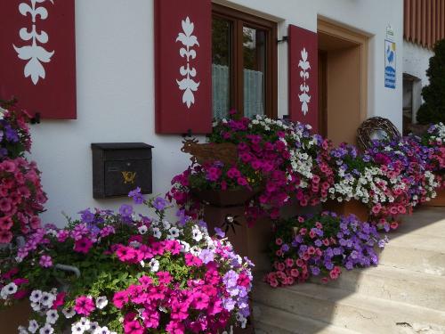 Blütenpracht im Sommer