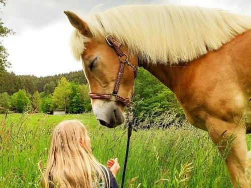 Pferd im Gras Pferd im Gras