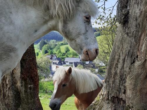 Unsere Pferde Unsere Pferde