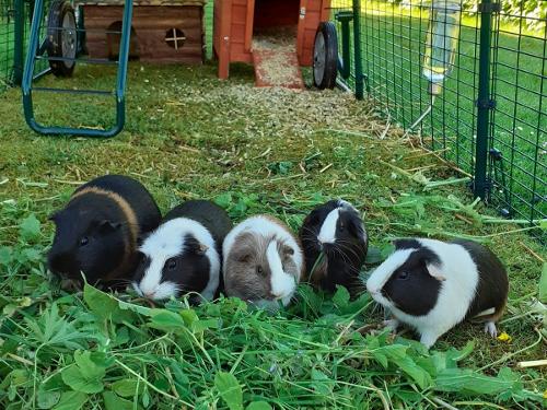unsere Meerschweinchenbande - unsere Meerschweinchenbande -