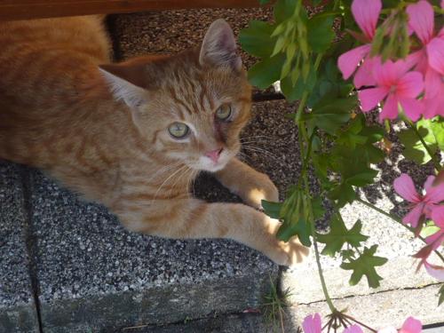 Hofkatze