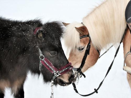 Pony Lady und Haflinger Anni