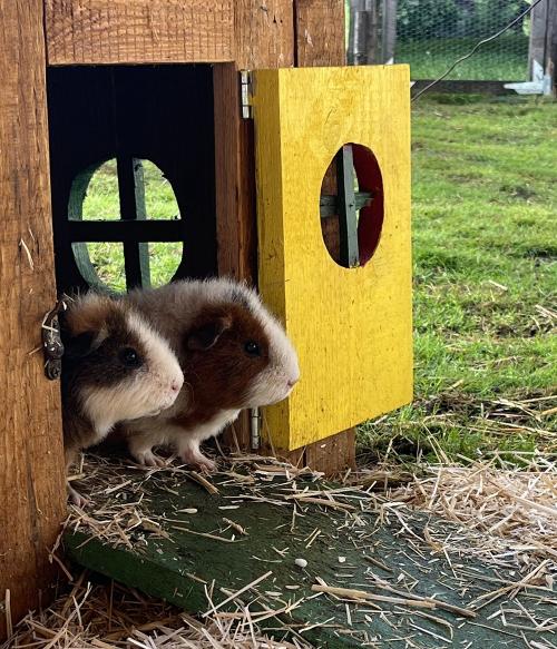 Meerschweinchen im Außengehege