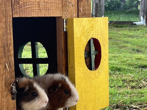 Meerschweinchen im Aussengehege