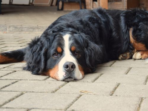 Hofhund LEO