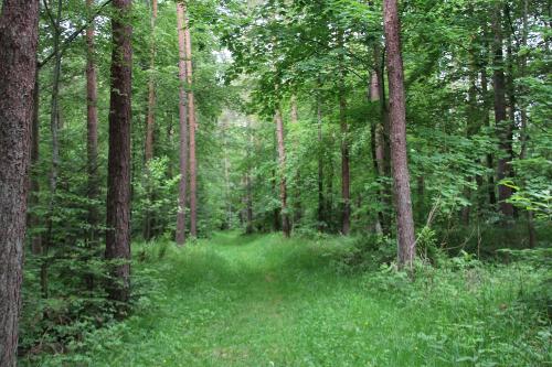 den Wald mit allen Sinnen wahrnehmen