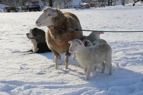 unsere Tiere