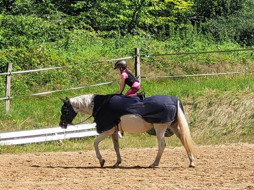 Reiten auf Noblesse