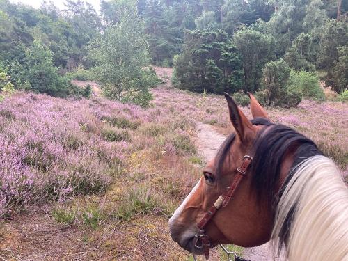 Marxener Paradies Heideblüte