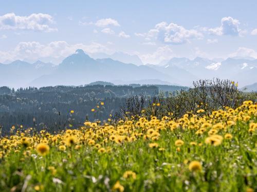 Löwenzahn_Ausblick_034