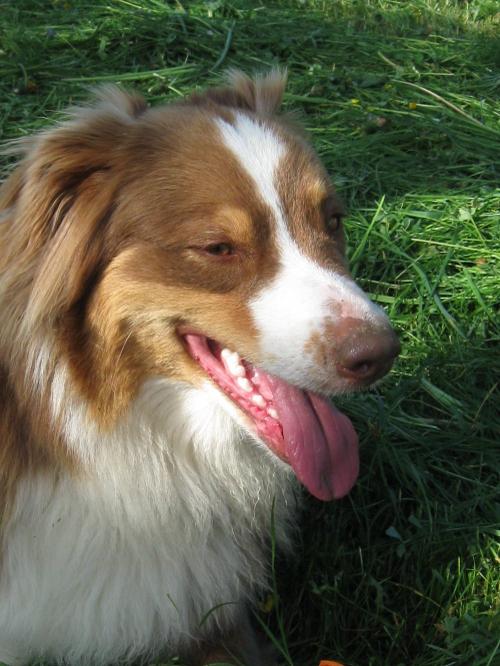 Hofhund Nala
