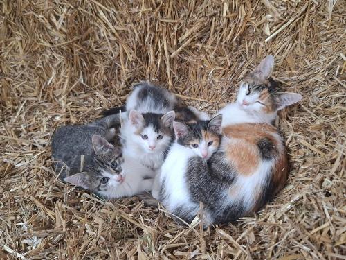 Katze Bambi mit ihren Babys Katze Bambi mit ihren Babys