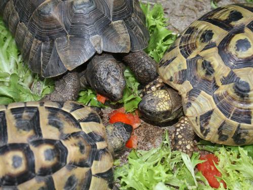 Schildkröten
